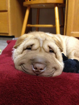 Illustration for article titled Smushy-Smile Dog Will Dissolve Your Heart Into a Pool of Joy